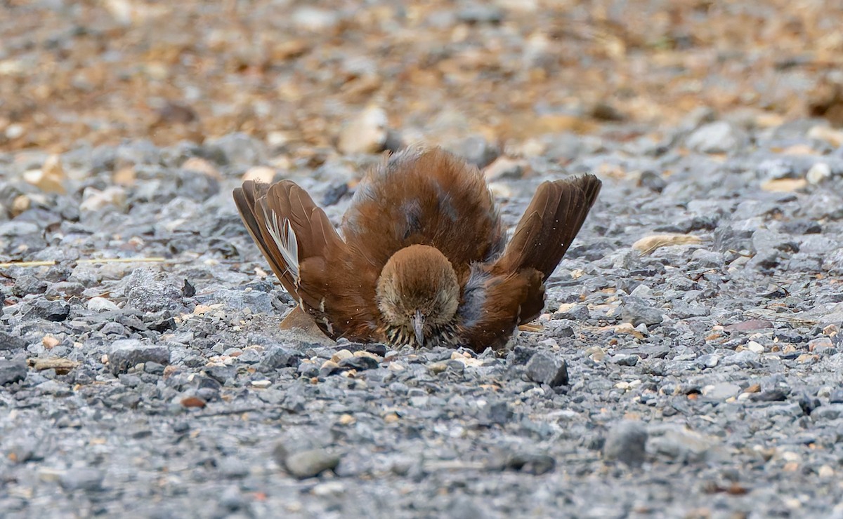 Brown Thrasher - ML637474594