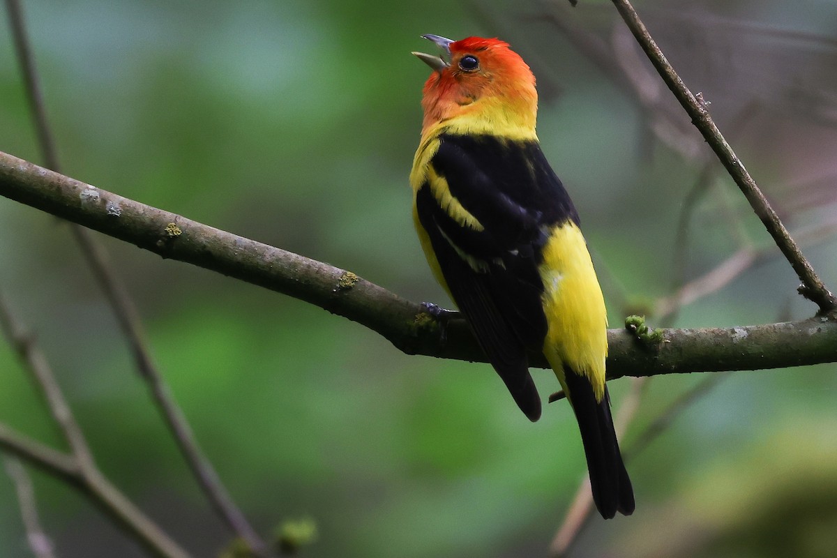 Piranga à tête rouge - ML637474617