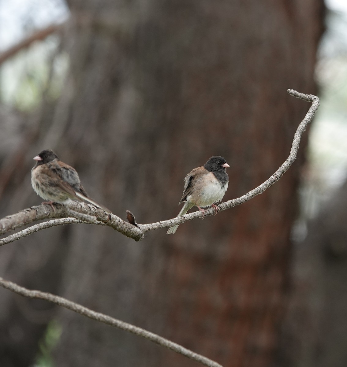 Dark-eyed Junco (Oregon) - ML637474619