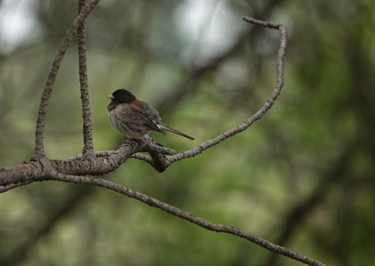 Dark-eyed Junco (Oregon) - ML637474620