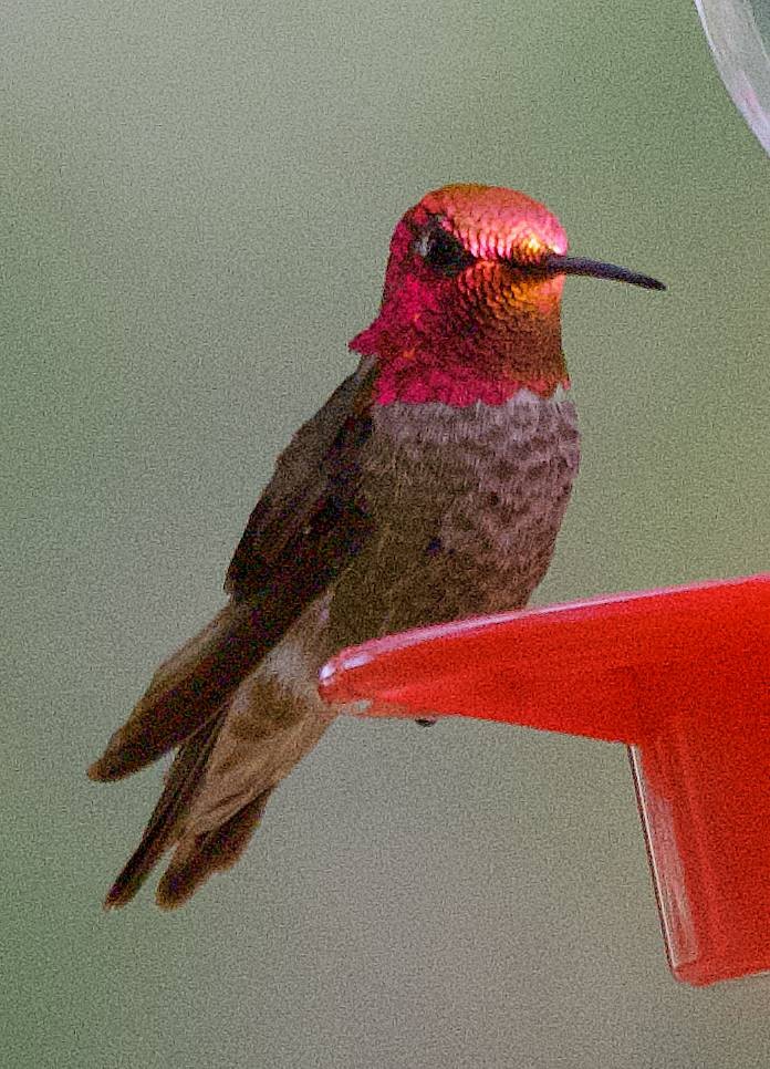rødmaskekolibri - ML637474627