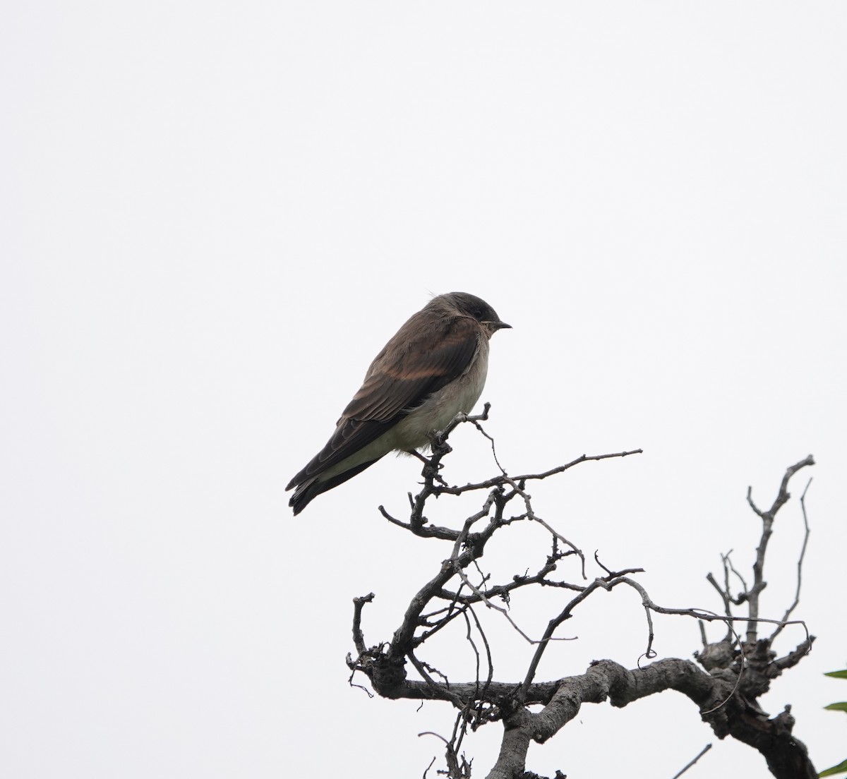Northern Rough-winged Swallow - ML637474631