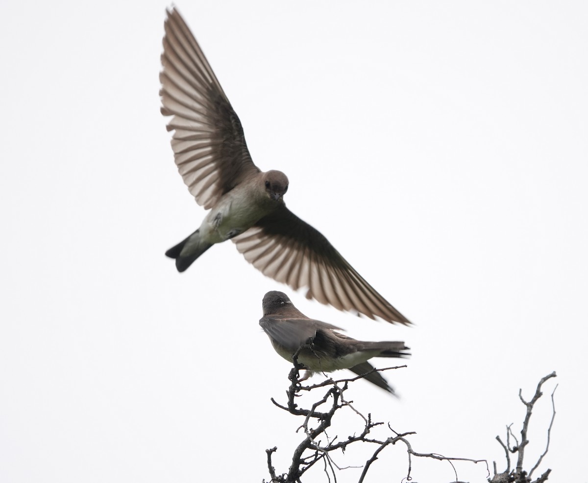 Northern Rough-winged Swallow - ML637474632