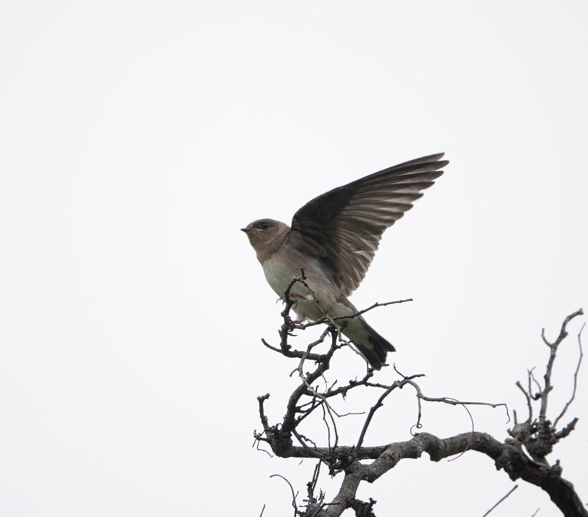 Northern Rough-winged Swallow - ML637474633