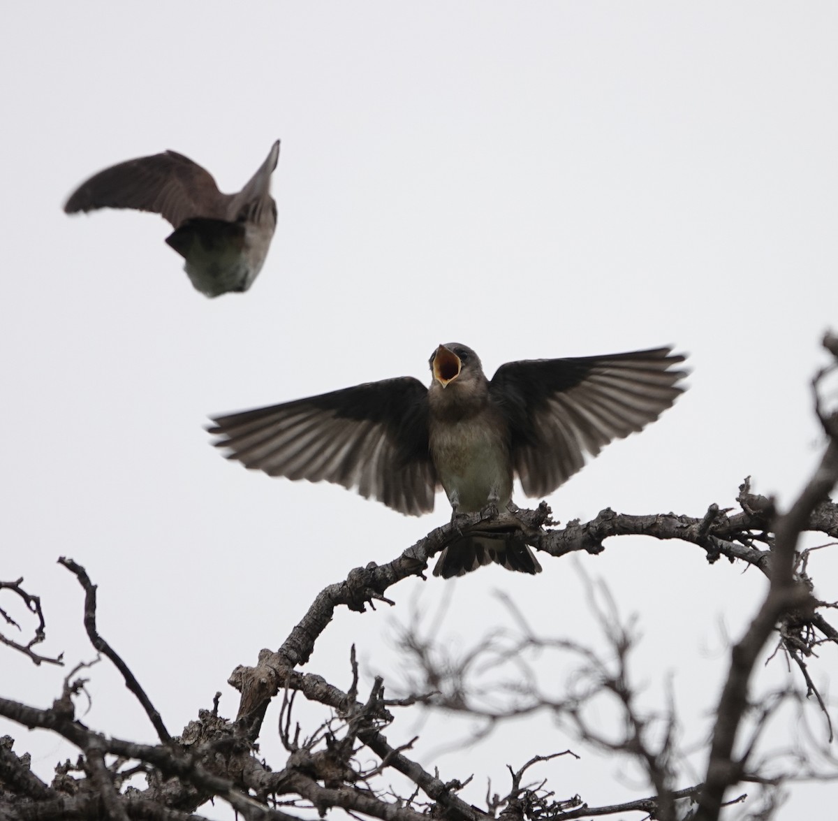 Northern Rough-winged Swallow - ML637474634