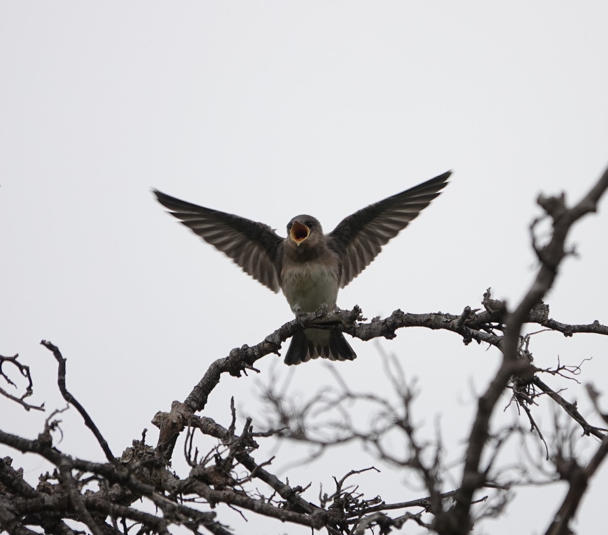 Northern Rough-winged Swallow - ML637474635