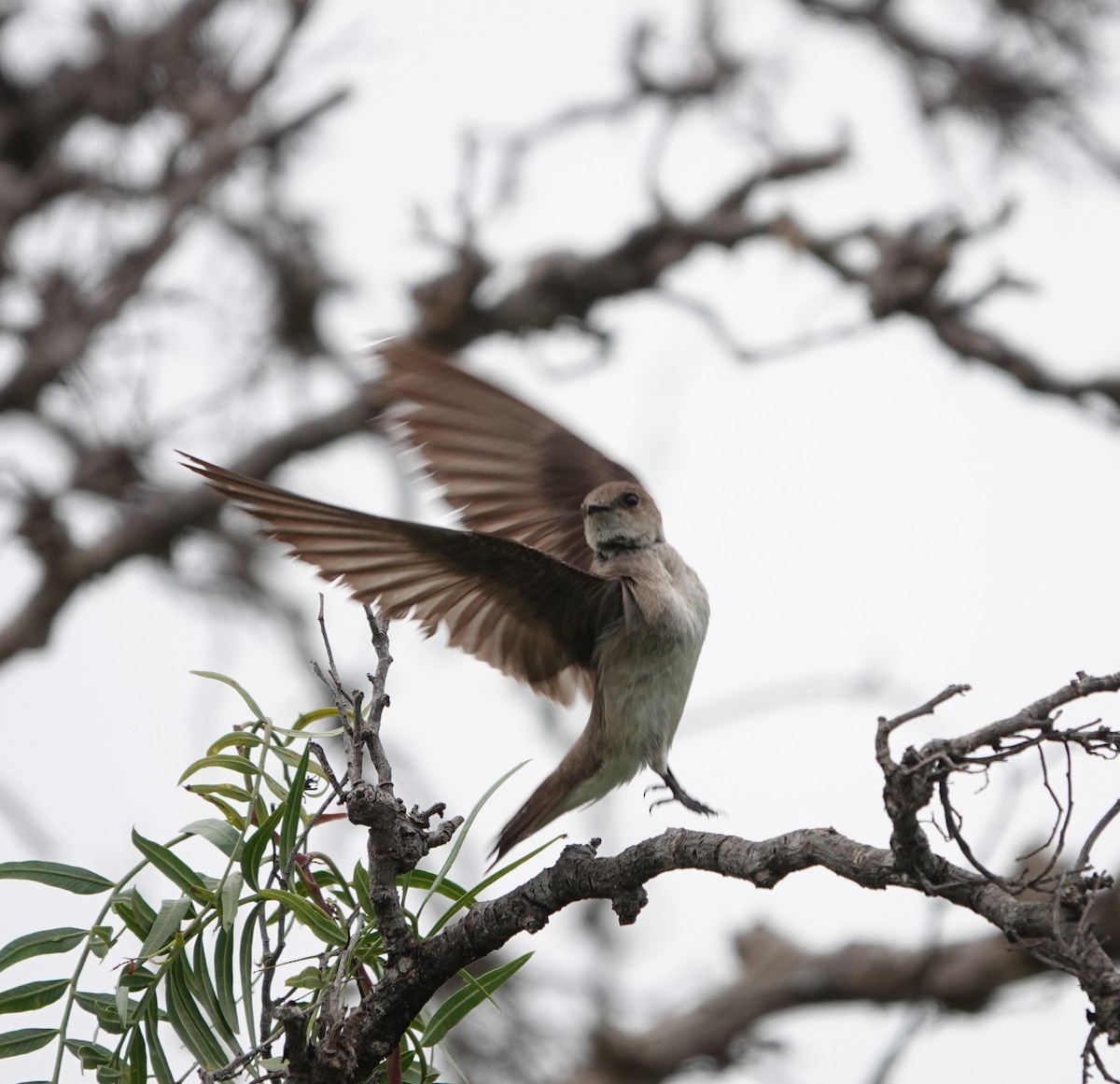Northern Rough-winged Swallow - ML637474638