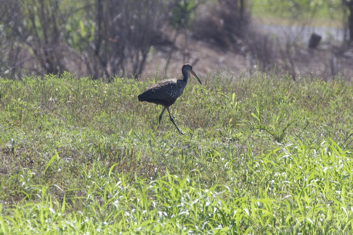 Limpkin - ML637474681