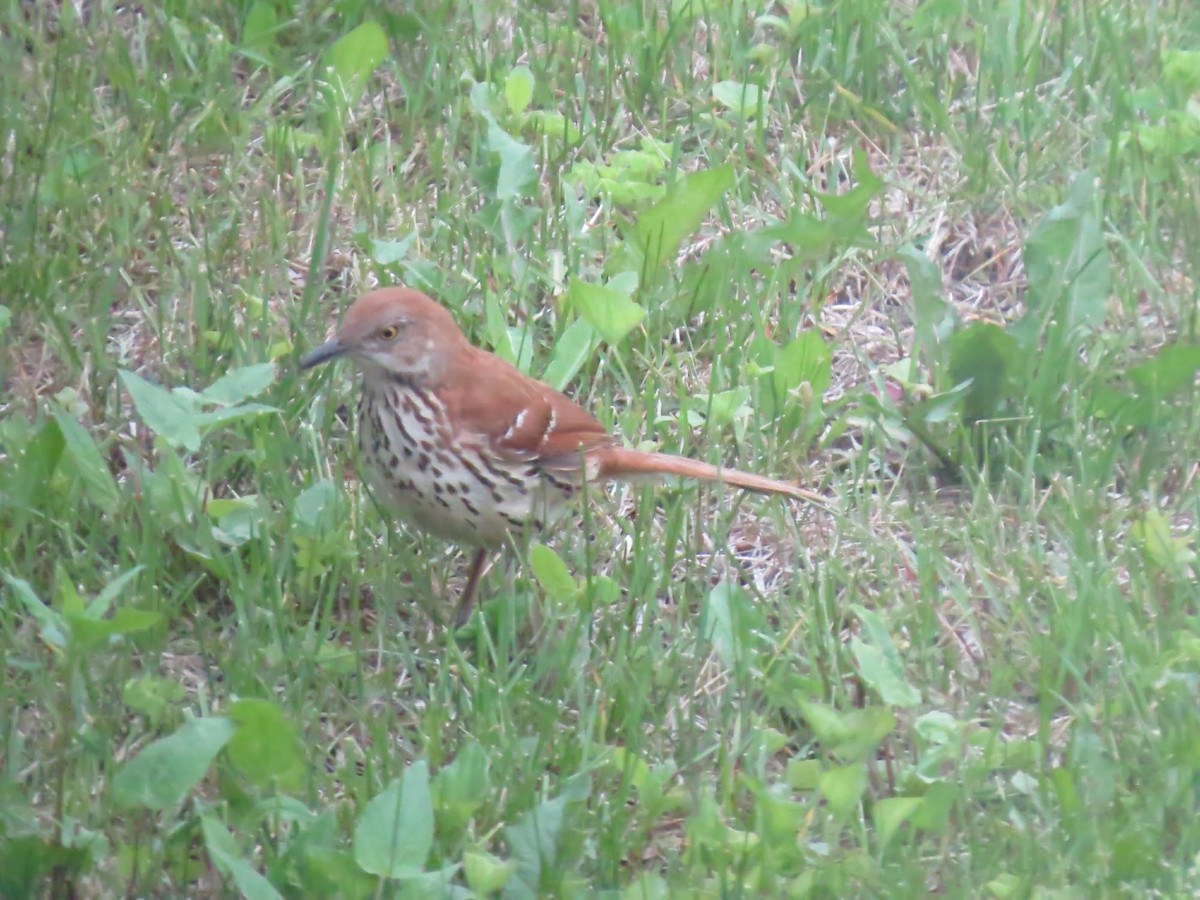 Brown Thrasher - ML637474711