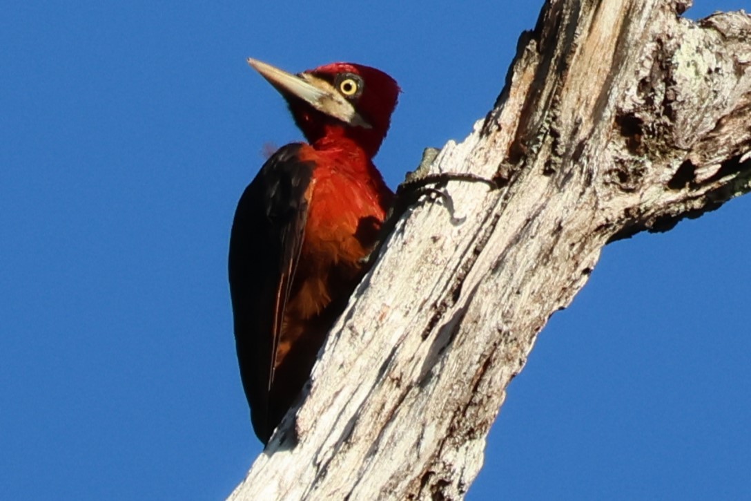 Red-necked Woodpecker - ML637474748