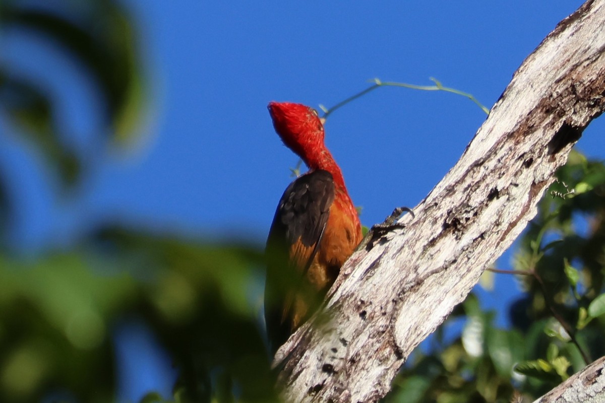 Red-necked Woodpecker - ML637474759