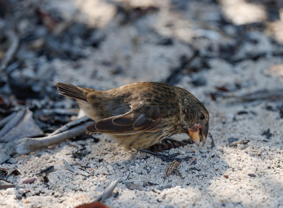 Large Ground-Finch - ML637474778
