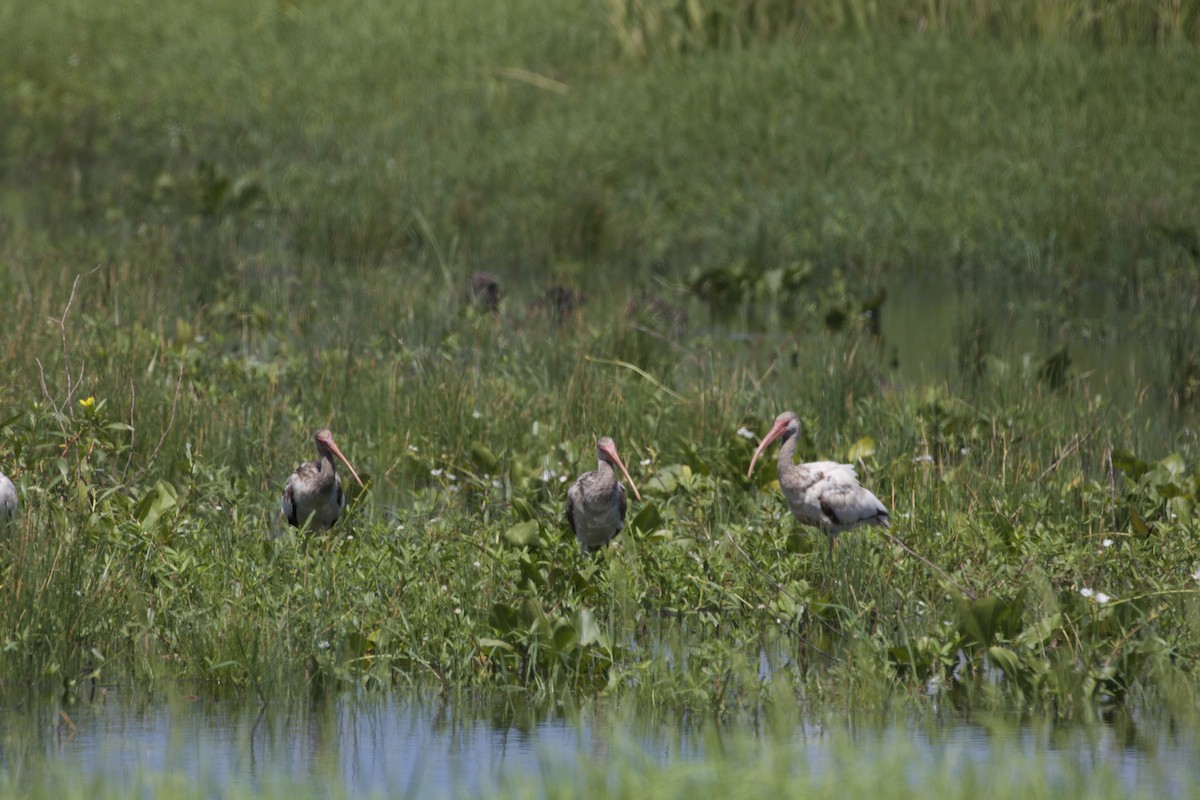 White Ibis - ML637474780