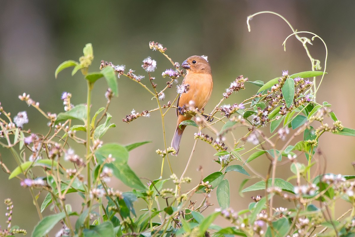 White-bellied Seedeater - ML63747481