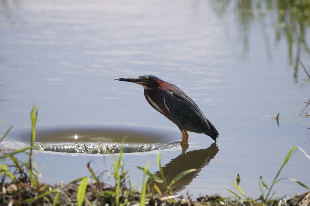 Green Heron - ML637474817