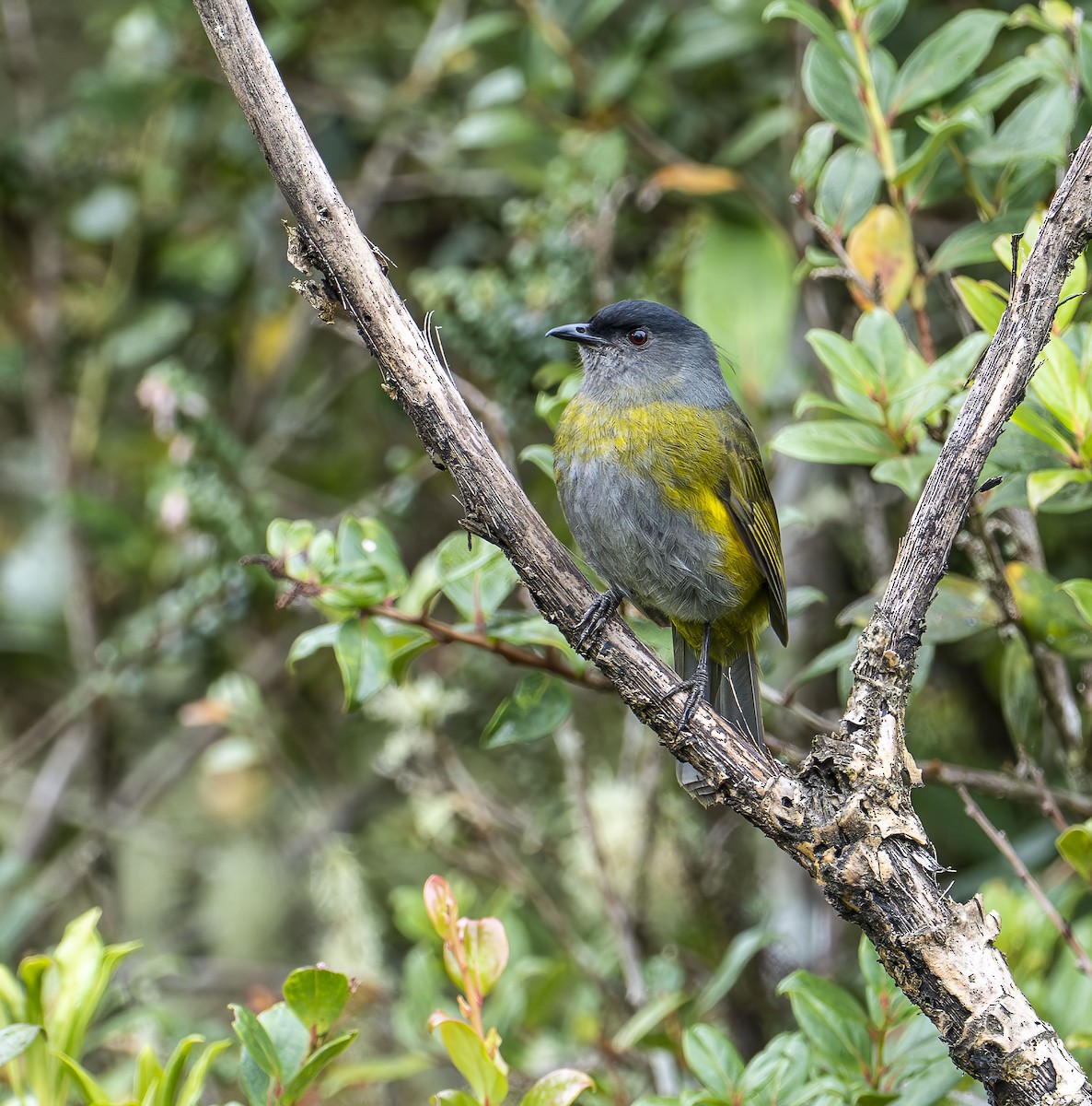 Black-and-yellow Silky-flycatcher - ML637474899