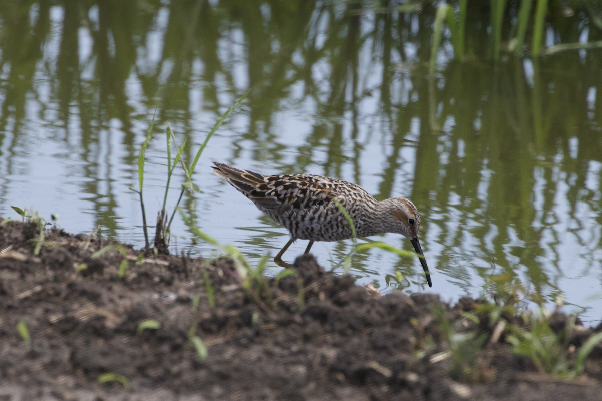 Stilt Sandpiper - ML637474955
