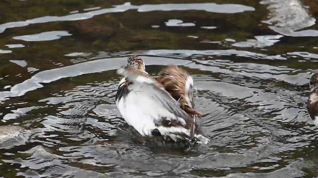 Vuelvepiedras Común - ML637474959