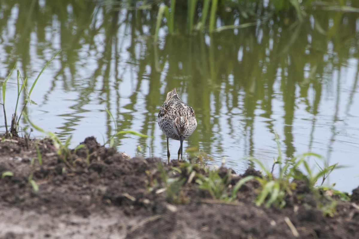 Stilt Sandpiper - ML637475002