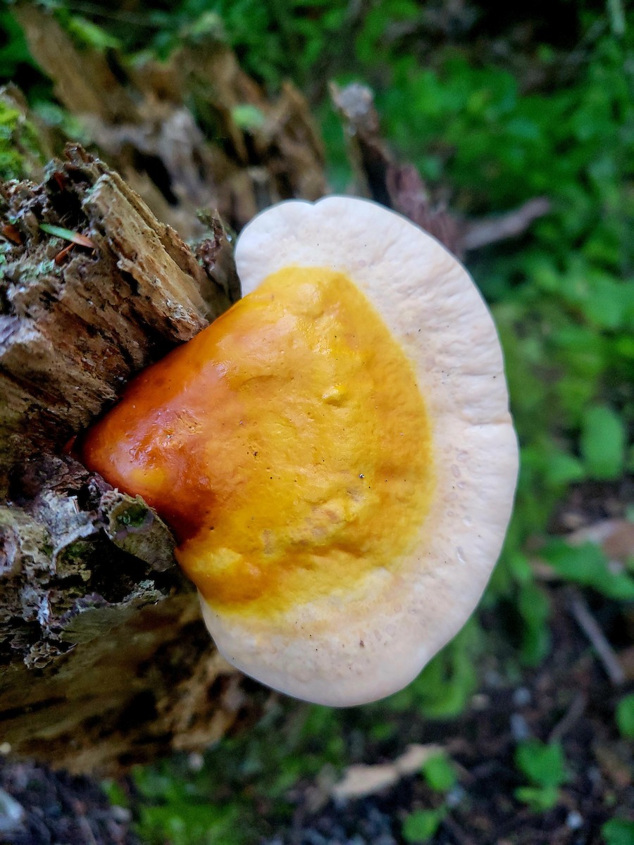 動物界 - ML637475017