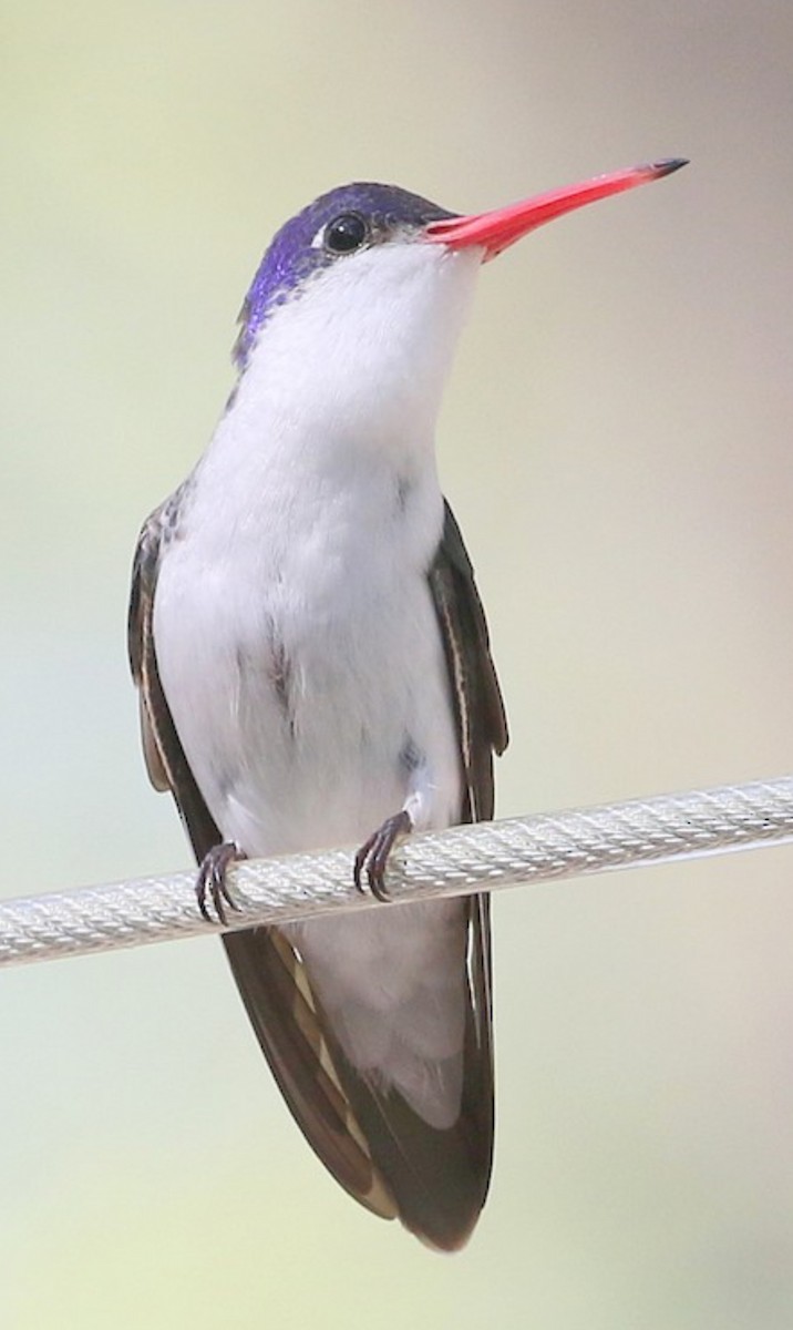 Violet-crowned Hummingbird - ML637475041