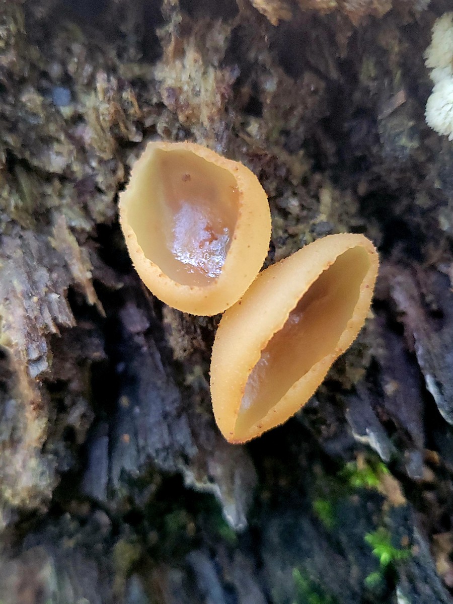 動物界 - ML637475044