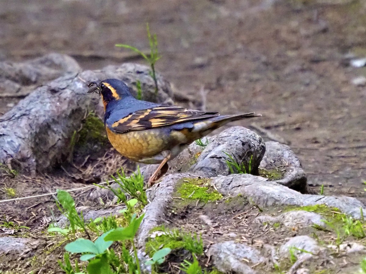 Varied Thrush - ML637475048