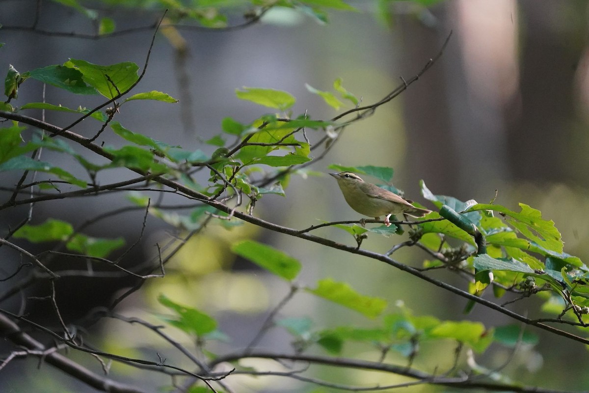 Worm-eating Warbler - ML637475092