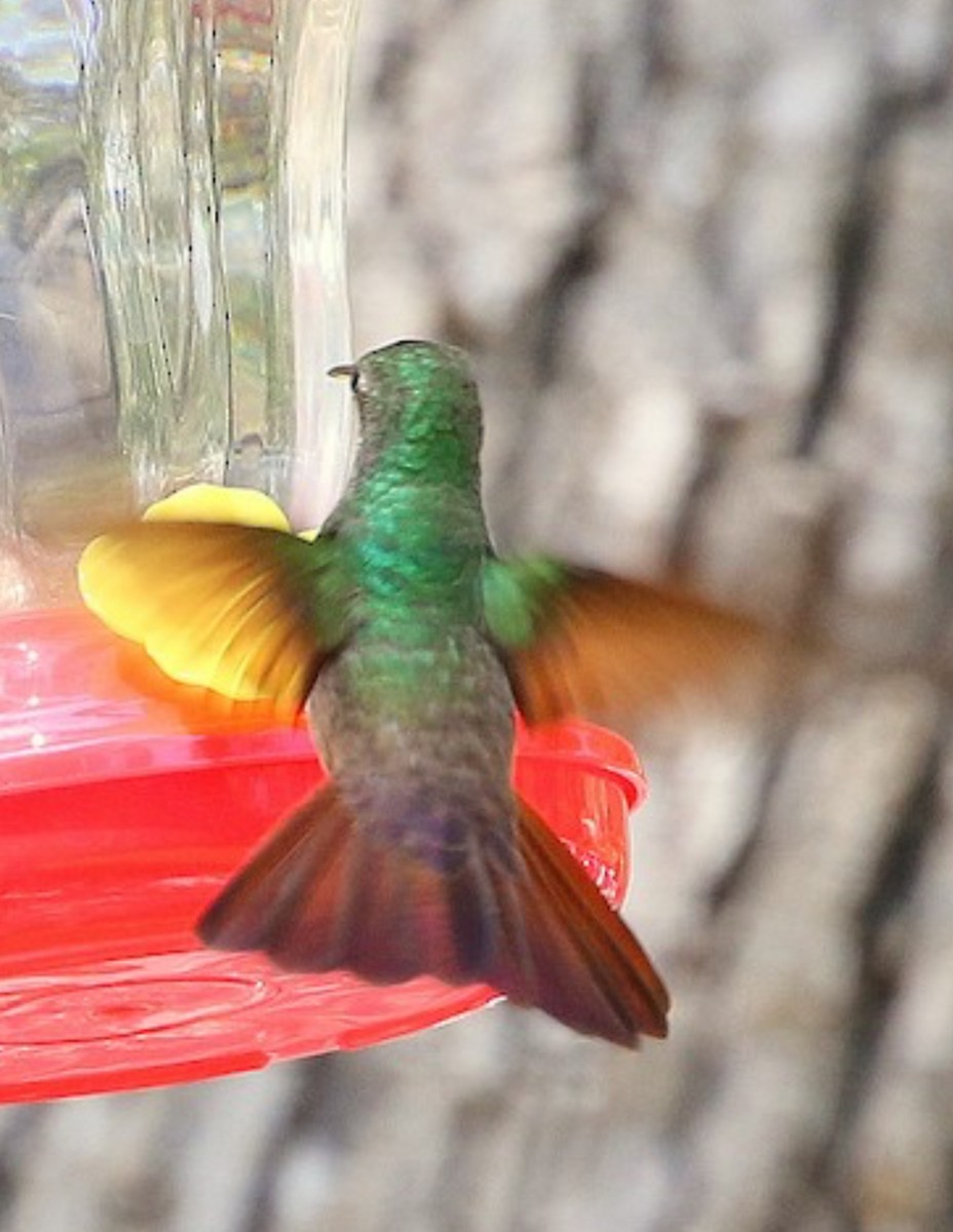Berylline Hummingbird (Northern) - ML637475131