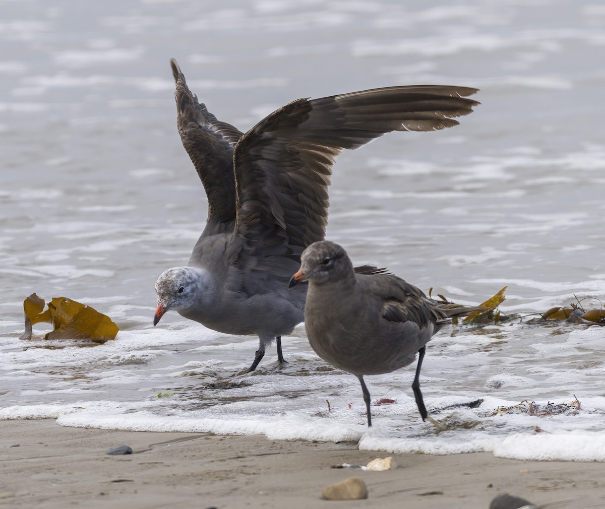 Heermann's Gull - ML637475203