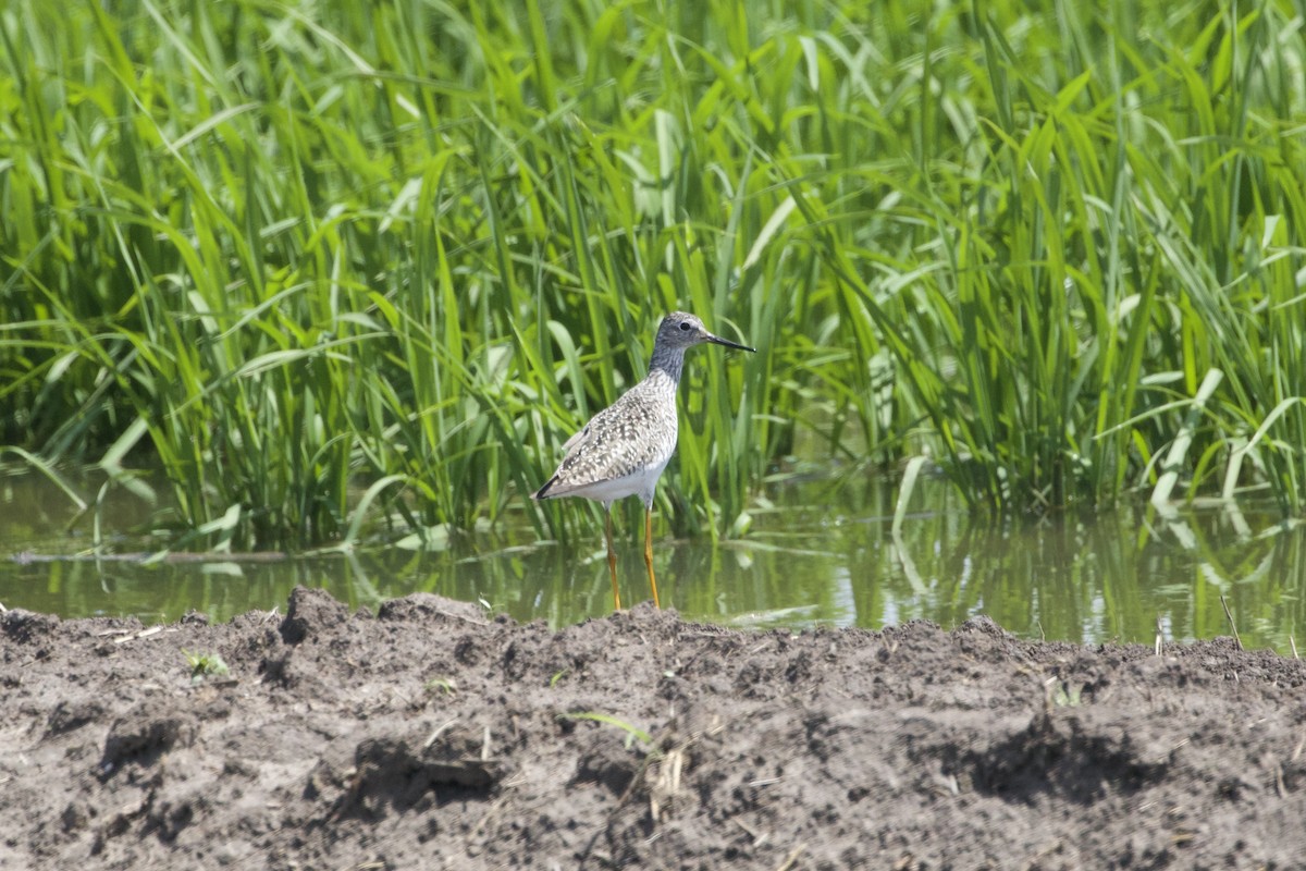 Lesser Yellowlegs - ML637475207