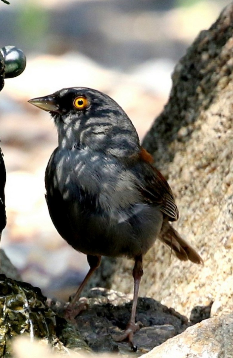 Yellow-eyed Junco - ML637475214