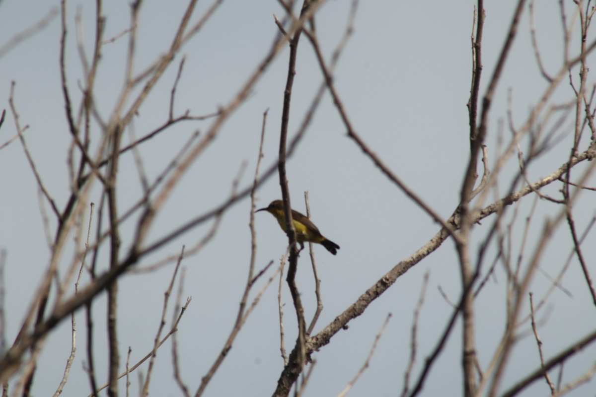 Ornate Sunbird - ML637475249
