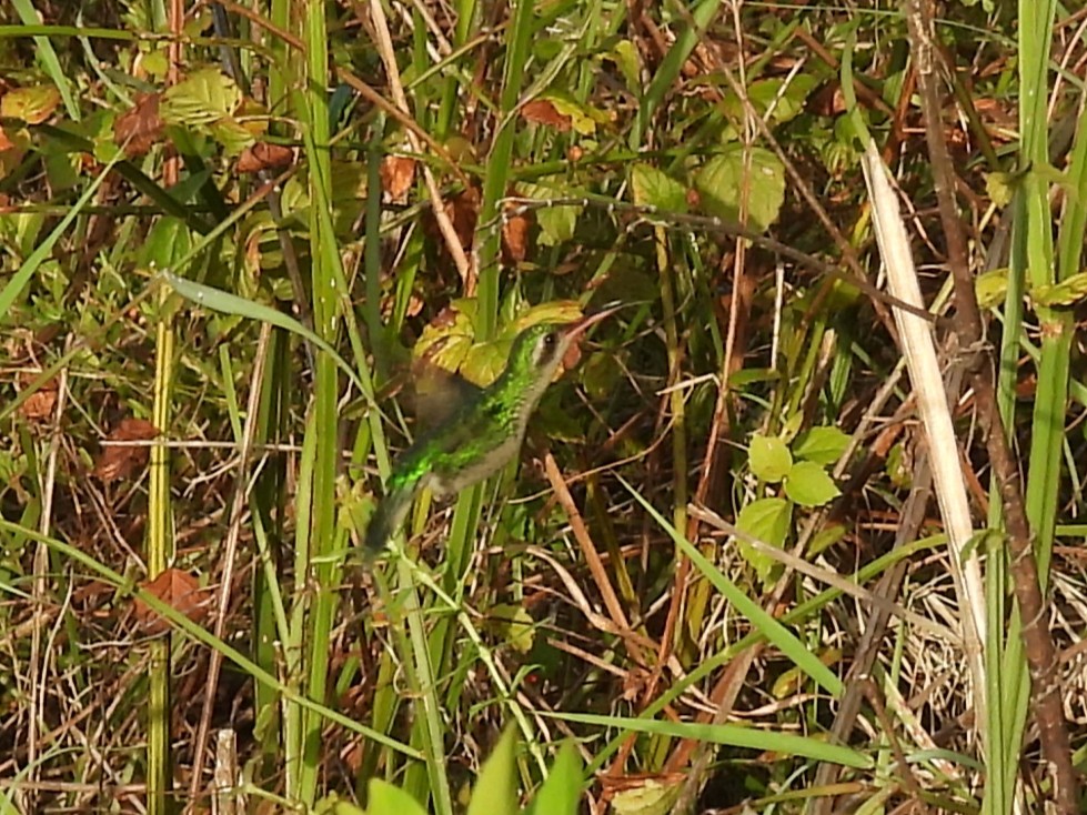 Green-breasted Mango - ML637475264