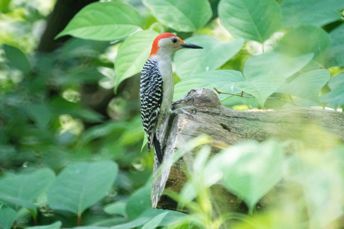 Red-bellied Woodpecker - ML637475284