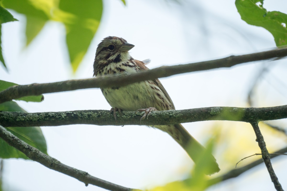 Song Sparrow - ML637475341