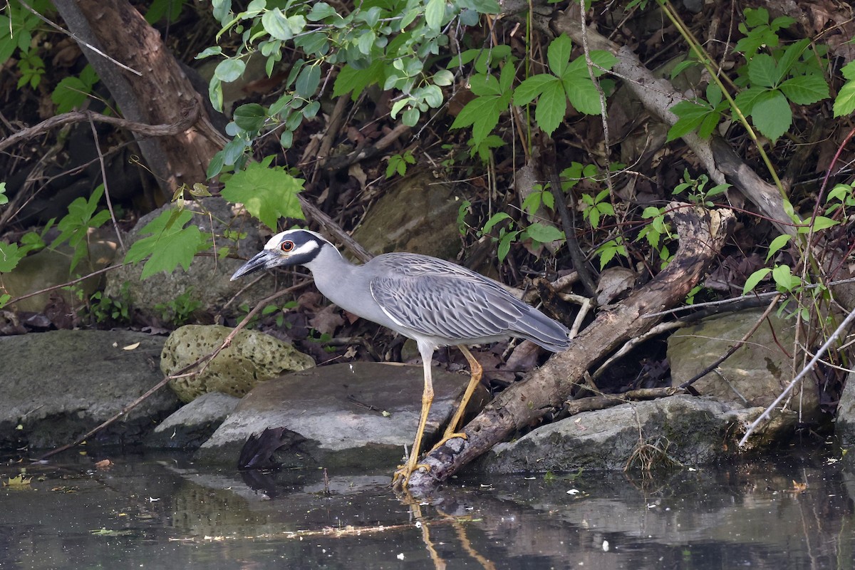 Yellow-crowned Night Heron - ML637475342