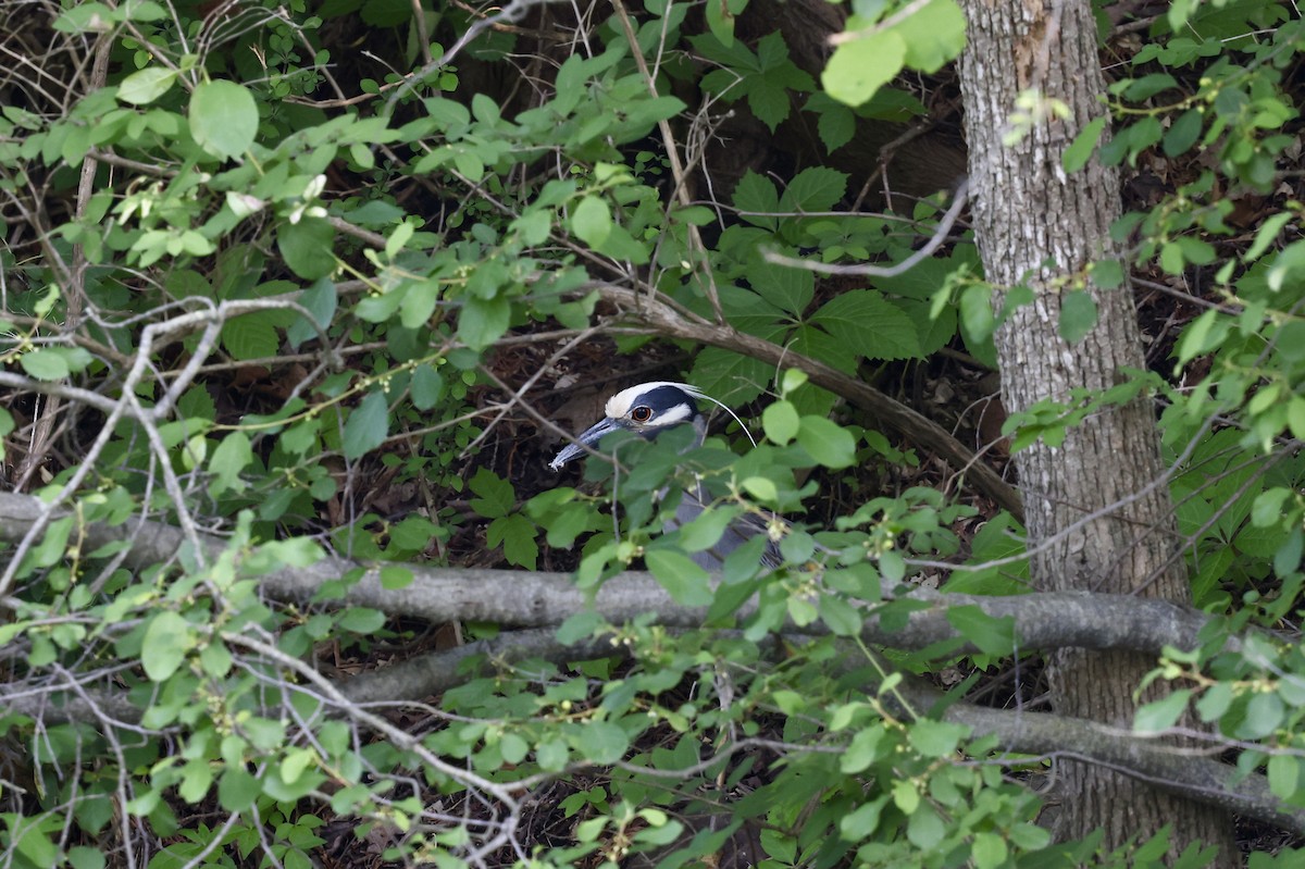 Yellow-crowned Night Heron - ML637475343