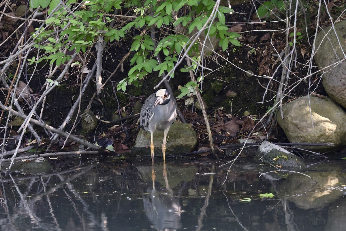 Yellow-crowned Night Heron - ML637475344