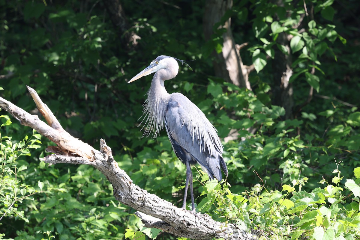Great Blue Heron - ML637475349