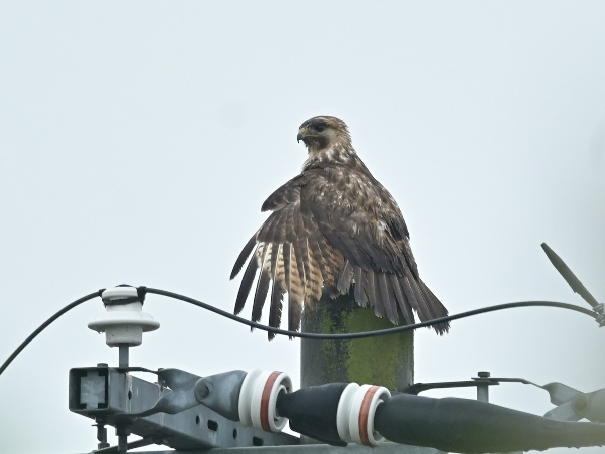 Eastern Buzzard - ML637475358