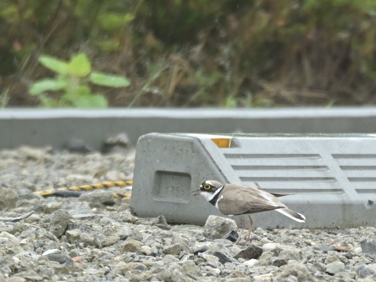Little Ringed Plover - ML637475370