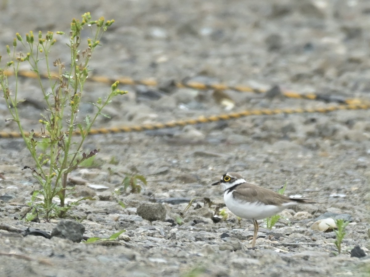 Little Ringed Plover - ML637475371