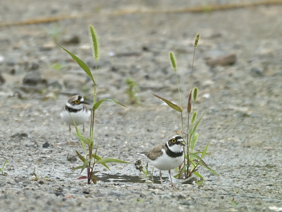 Little Ringed Plover - ML637475372