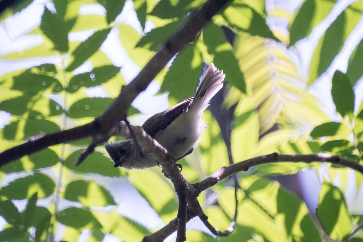 Tufted Titmouse - ML637475387