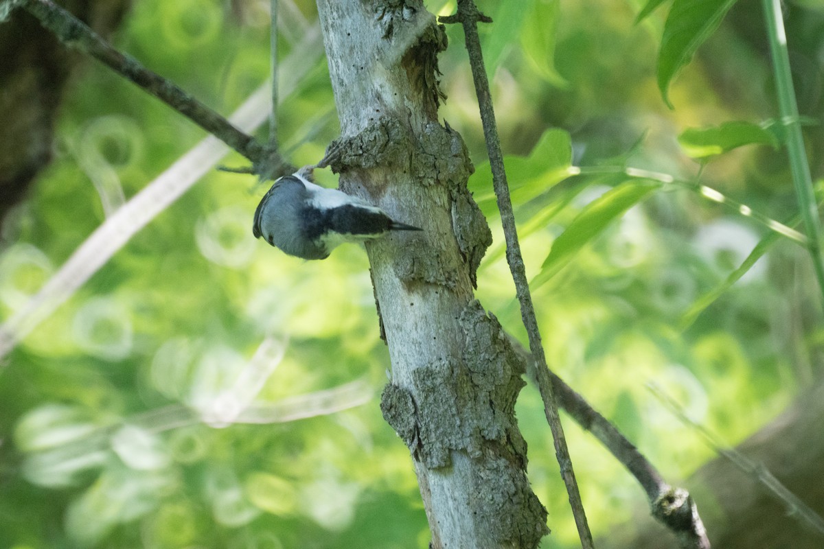 White-breasted Nuthatch - ML637475390