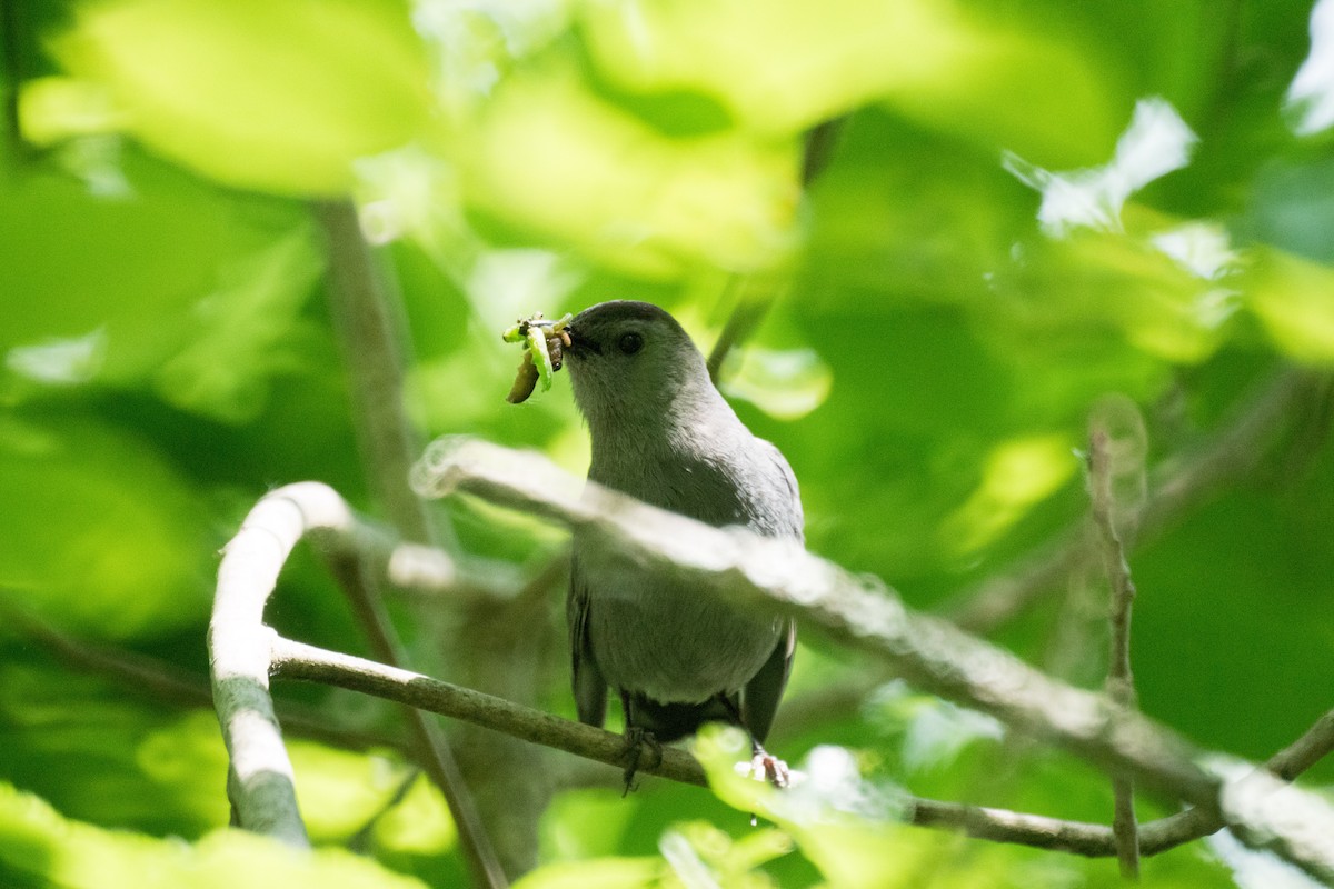 Gray Catbird - ML637475399