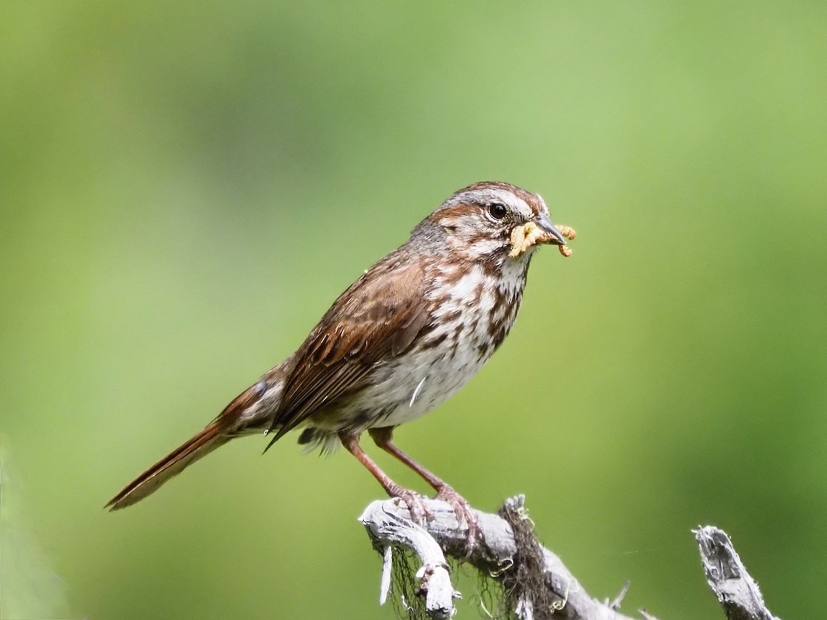 Song Sparrow - ML637475402