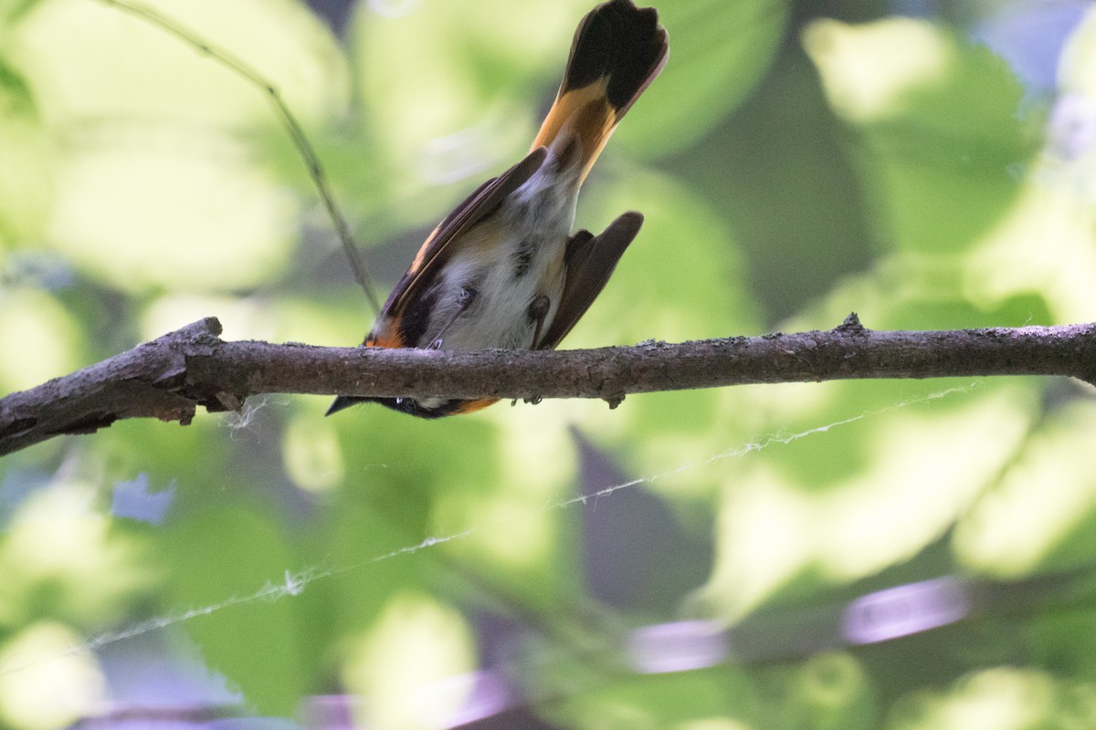 American Redstart - ML637475432
