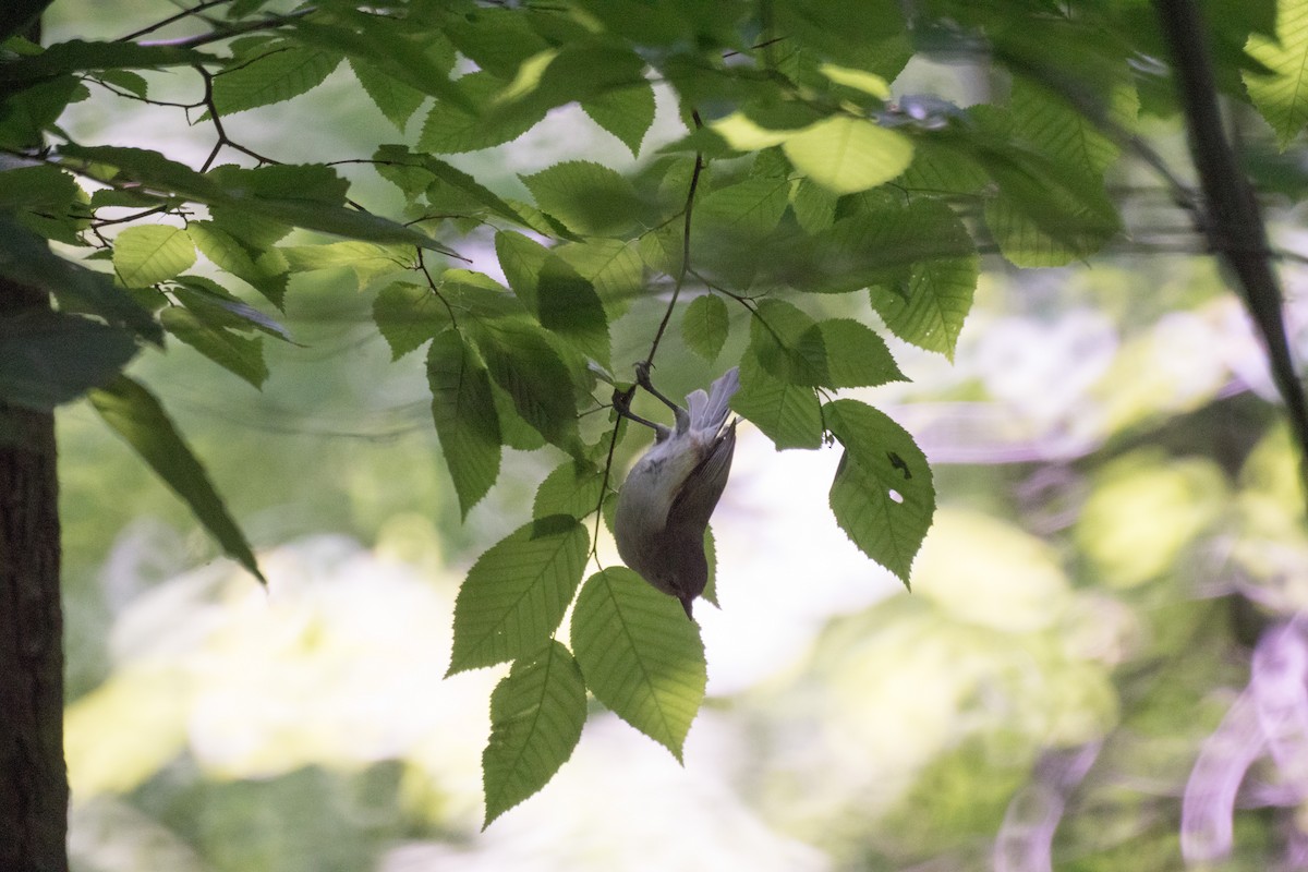 American Redstart - ML637475442